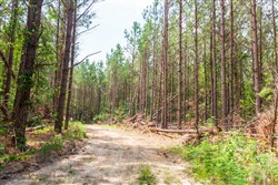 property photo for Whiskey Ridge Tract 90, 9.42 acres for sale in Henderson County, Tennessee