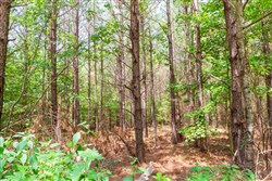 property photo for Whiskey Ridge Tract 90, 9.42 acres for sale in Henderson County, Tennessee