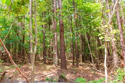 property photo for Whiskey Ridge Tract 90, 9.42 acres for sale in Henderson County, Tennessee