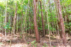 property photo for Whiskey Ridge Tract 90, 9.42 acres for sale in Henderson County, Tennessee