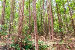 property photo for Whiskey Ridge Tract 90, 9.42 acres for sale in Henderson County, Tennessee