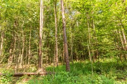 property photo for Whiskey Ridge Tract 91, 9.45 acres for sale in Henderson County, Tennessee