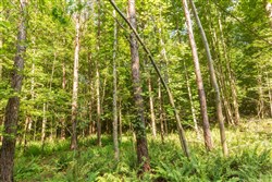 property photo for Whiskey Ridge Tract 91, 9.45 acres for sale in Henderson County, Tennessee