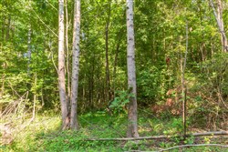 property photo for Whiskey Ridge Tract 91, 9.45 acres for sale in Henderson County, Tennessee