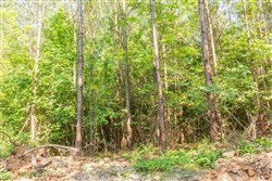 property photo for Whiskey Ridge Tract 91, 9.45 acres for sale in Henderson County, Tennessee