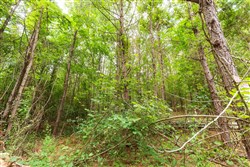 property photo for Whiskey Ridge Tract 93, 13.75 acres for sale in Henderson County, Tennessee