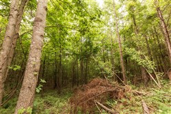 property photo for Whiskey Ridge Tract 93, 13.75 acres for sale in Henderson County, Tennessee