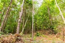 property photo for Whiskey Ridge Tract 93, 13.75 acres for sale in Henderson County, Tennessee