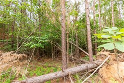 property photo for Whiskey Ridge Tract 93, 13.75 acres for sale in Henderson County, Tennessee