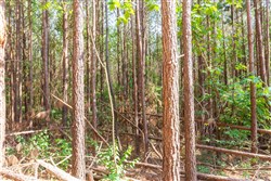 property photo for Whiskey Ridge Tract 97, 5.78 acres for sale in Henderson County, Tennessee