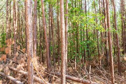 property photo for Whiskey Ridge Tract 97, 5.78 acres for sale in Henderson County, Tennessee