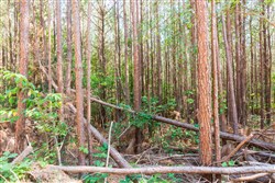 property photo for Whiskey Ridge Tract 97, 5.78 acres for sale in Henderson County, Tennessee