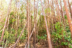 property photo for Whiskey Ridge Tract 97, 5.78 acres for sale in Henderson County, Tennessee
