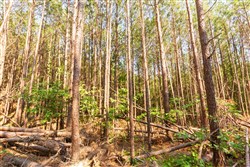 property photo for Whiskey Ridge Tract 97, 5.78 acres for sale in Henderson County, Tennessee