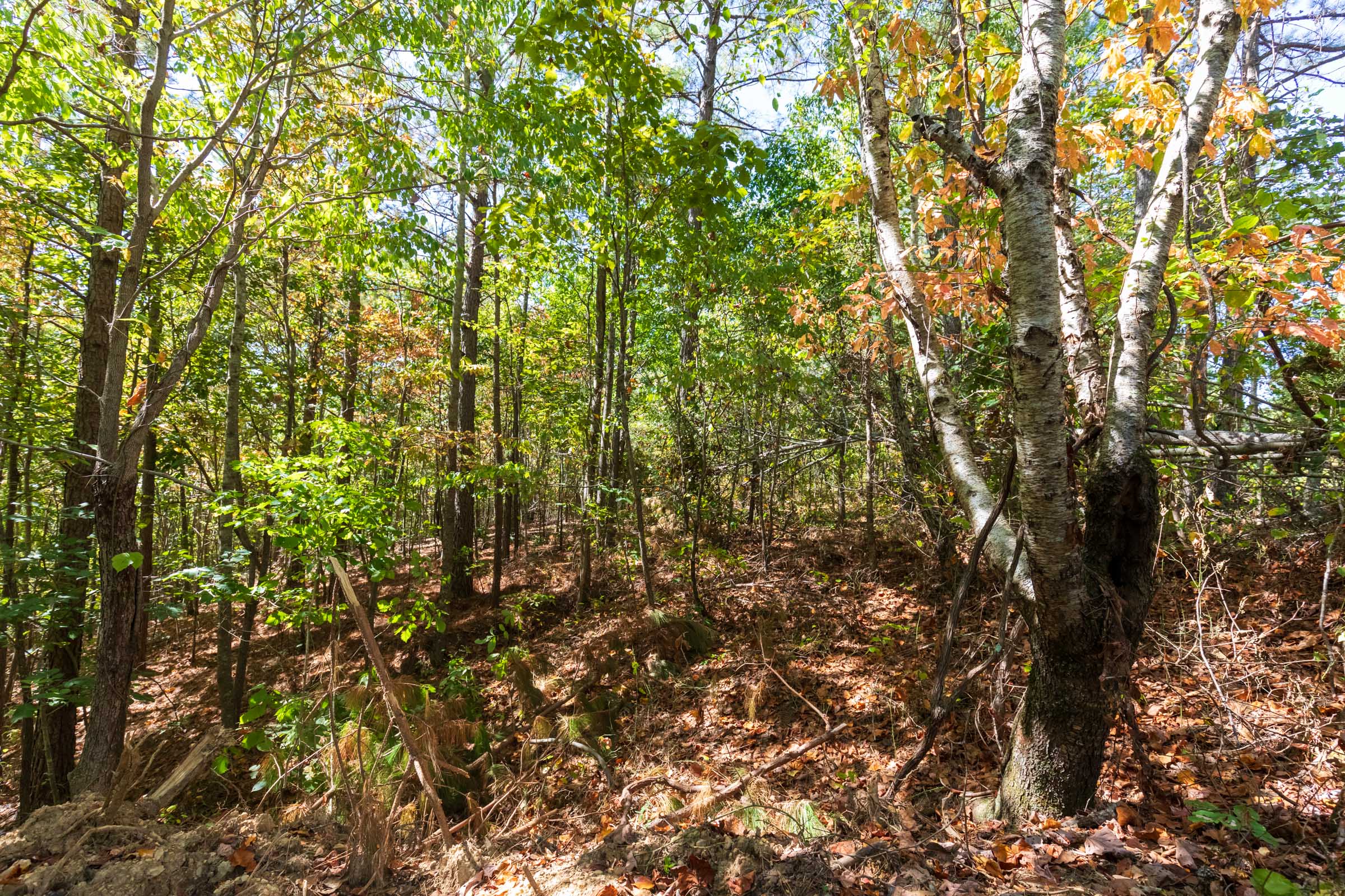 Tract 5 at Bear Brook in Perry County, Tennessee