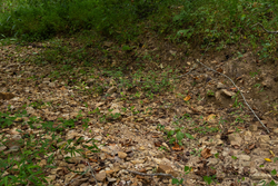 property photo for Big White Oak Tract 102, 5.43 acres for sale in Perry County, Tennessee
