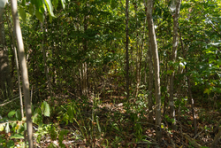 property photo for Big White Oak Tract 102, 5.43 acres for sale in Perry County, Tennessee