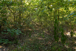 property photo for Big White Oak Tract 102, 5.43 acres for sale in Perry County, Tennessee