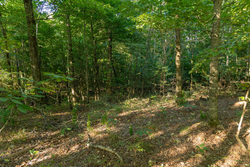 property photo for Big White Oak Tract 109, 14.07 acres for sale in Perry County, Tennessee