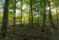 property photo for Big White Oak Tract 109, 14.07 acres for sale in Perry County, Tennessee