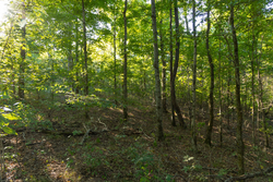 property photo for Big White Oak Tract 109, 14.07 acres for sale in Perry County, Tennessee