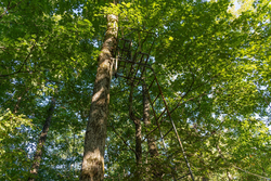 property photo for Big White Oak Tract 109, 14.07 acres for sale in Perry County, Tennessee
