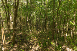 property photo for Big White Oak Tract 112, 8.71 acres for sale in Perry County, Tennessee