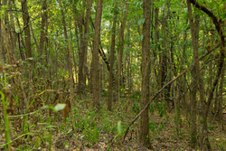 property photo for Big White Oak Tract 112, 8.71 acres for sale in Perry County, Tennessee