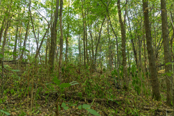 property photo for Big White Oak Tract 112, 8.71 acres for sale in Perry County, Tennessee
