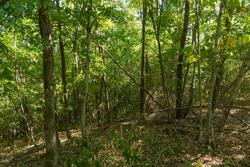 property photo for Big White Oak Tract 112, 8.71 acres for sale in Perry County, Tennessee