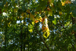 property photo for Big White Oak Tract 112, 8.71 acres for sale in Perry County, Tennessee
