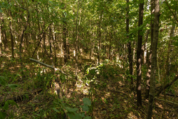 property photo for Big White Oak Tract 112, 8.71 acres for sale in Perry County, Tennessee
