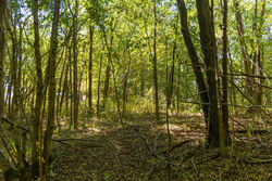property photo for Big White Oak Tract 112, 8.71 acres for sale in Perry County, Tennessee