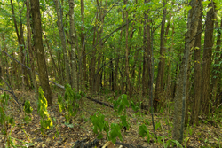 property photo for Big White Oak Tract 112, 8.71 acres for sale in Perry County, Tennessee