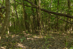 property photo for Big White Oak Tract 112, 8.71 acres for sale in Perry County, Tennessee