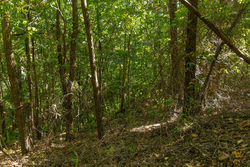 property photo for Big White Oak Tract 112, 8.71 acres for sale in Perry County, Tennessee
