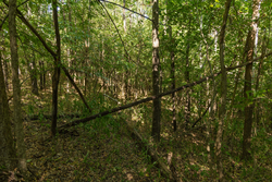 property photo for Big White Oak Tract 112, 8.71 acres for sale in Perry County, Tennessee