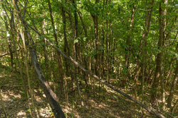 property photo for Big White Oak Tract 112, 8.71 acres for sale in Perry County, Tennessee