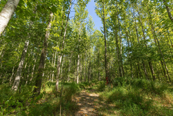 property photo for Big White Oak Tract 113, 8.22 acres for sale in Perry County, Tennessee