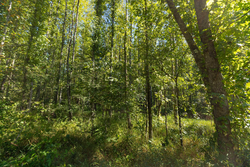 property photo for Big White Oak Tract 113, 8.22 acres for sale in Perry County, Tennessee