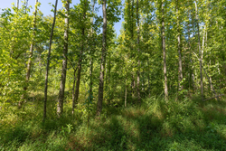 property photo for Big White Oak Tract 113, 8.22 acres for sale in Perry County, Tennessee