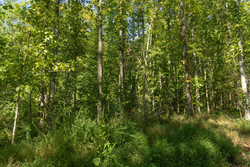 property photo for Big White Oak Tract 113, 8.22 acres for sale in Perry County, Tennessee