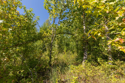property photo for Big White Oak Tract 113, 8.22 acres for sale in Perry County, Tennessee