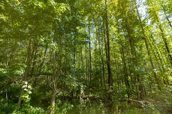property photo for Big White Oak Tract 113, 8.22 acres for sale in Perry County, Tennessee