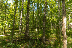 property photo for Big White Oak Tract 113, 8.22 acres for sale in Perry County, Tennessee