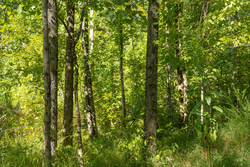 property photo for Big White Oak Tract 113, 8.22 acres for sale in Perry County, Tennessee