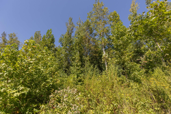 property photo for Big White Oak Tract 113, 8.22 acres for sale in Perry County, Tennessee
