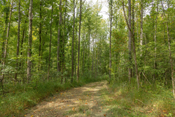 property photo for Big White Oak Tract 115, 5.05 acres for sale in Perry County, Tennessee
