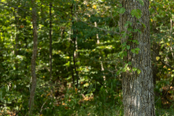 property photo for Big White Oak Tract 115, 5.05 acres for sale in Perry County, Tennessee