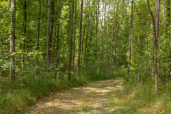 property photo for Big White Oak Tract 115, 5.05 acres for sale in Perry County, Tennessee